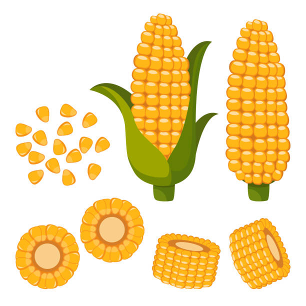 набор спелой кукурузы, половинки и зерна в разных углах на белом. - corn kernel stock illustrations