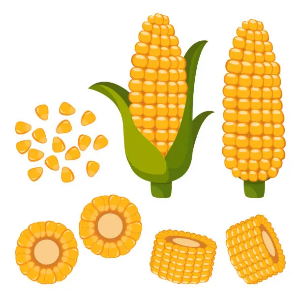 Vector illustration of Set of ripe corn, halves and grains in different angles on a white.