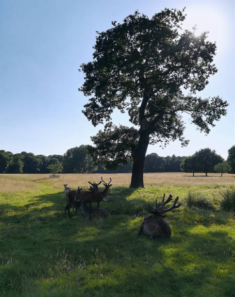Nottingham, England - June 25, 2018: Red deers with multi pointed antlers and Fallow deers with white spots across their body, in Wollaton Park