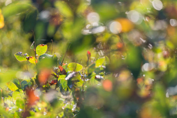 Blurred green leaves and lens flare, bokeh