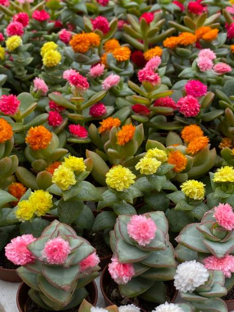 istock Small plant a Street Market 1179394761