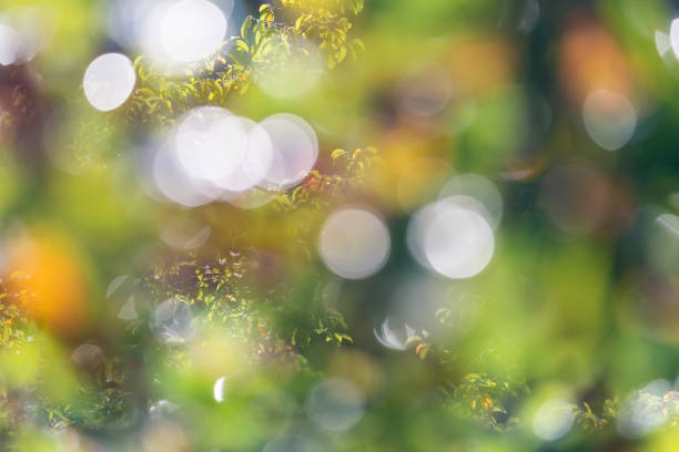 Blurred green leaves and lens flare, bokeh