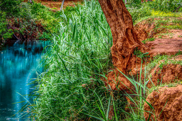 Close up view of a tree near the river surrounded with green grass, HDR. Atlas mountains, Morocco.