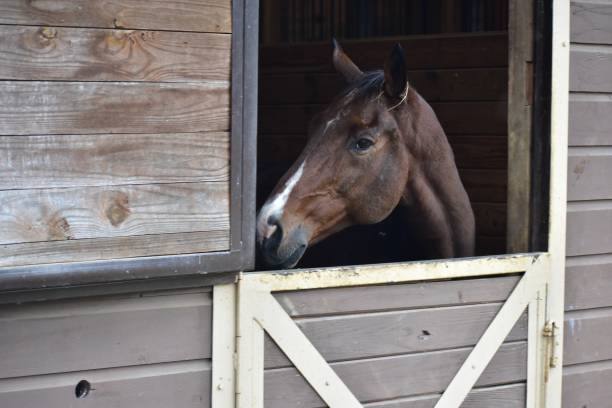 istock Horse in barn in profile 1179396676