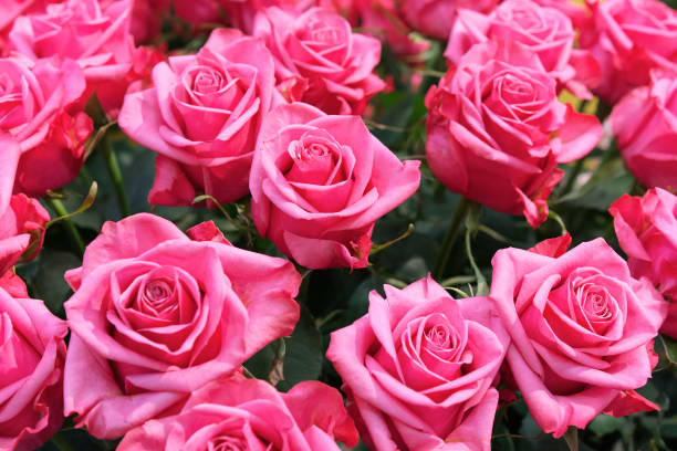 istock Beautiful pink roses close up as a natural background. 1179397219