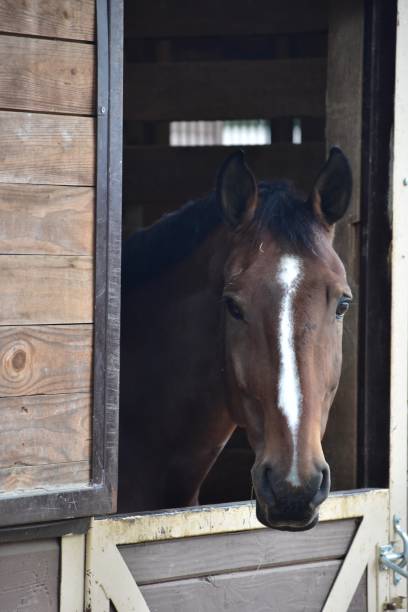 istock Horse peers from barn window 1179398443
