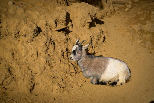 istock Grey and white goat in brown sand hill side 1179398588
