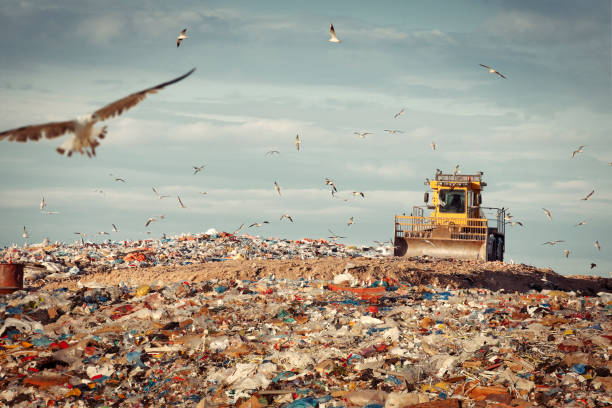 Refuse compactor working at junkyard Refuse compactor at garbage dump with flock of birds garbage dump stock pictures, royalty-free photos & images