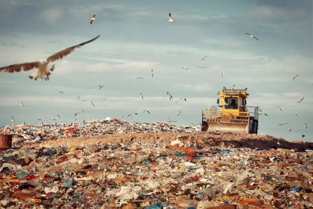 Refuse compactor at garbage dump with flock of birds