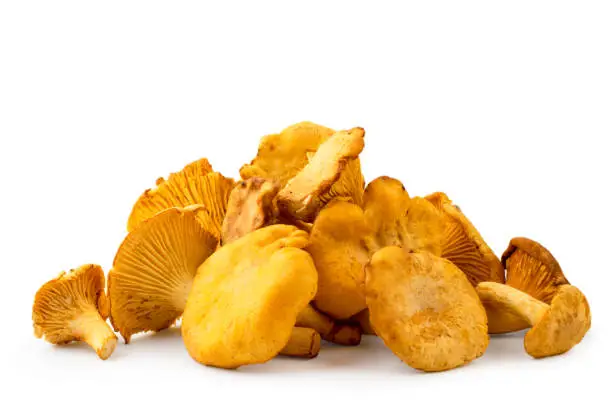 A bunch of chanterelles mushrooms on a white background, isolated.