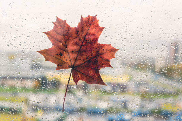 istock Fallen maple leaves on the window with raindrops. Autumn concept 1179399819
