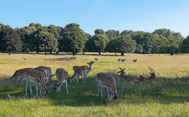istock Nottingham, England - June 25, 2018: Red deers with multi pointed antlers and Fallow deers with white spots across their body, in Wollaton Park 1179400395