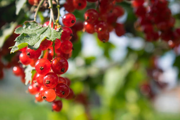 istock Red currant berries close-up, natural background 1179400438