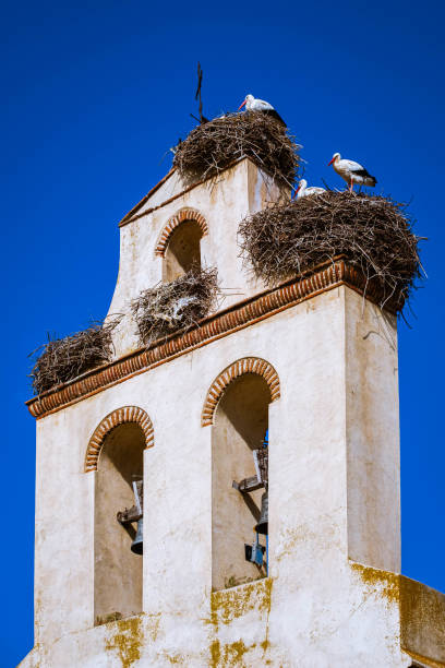 istock Group of stork in their nest in beel tower 1179400449