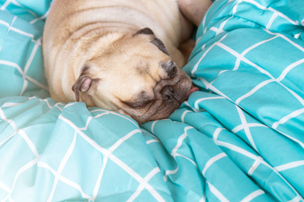 istock Cute pug dog sleeping rest in her bed. Relaxation in the lazy times 1179400511
