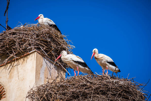 Group of stork in their nest in beel tower, hermitage