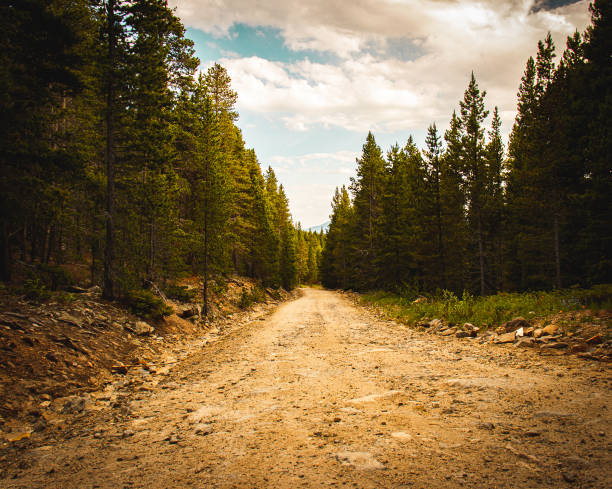 Dirt road with trees and sky with clouds Evergreen threes, high contrast dirt road photos stock pictures, royalty-free photos & images