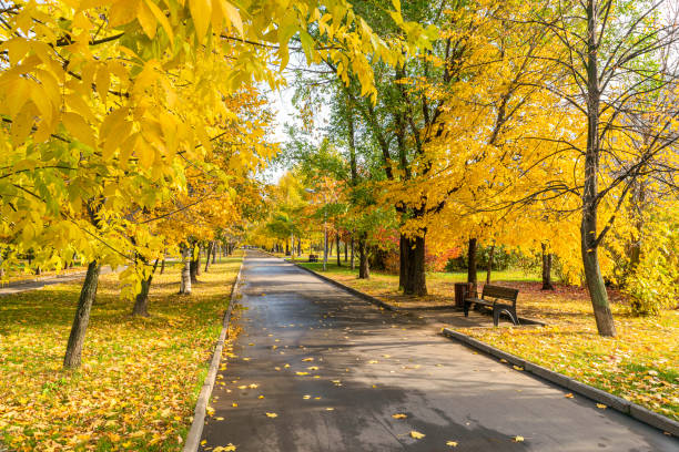 istock Autumn in the park 1179402804