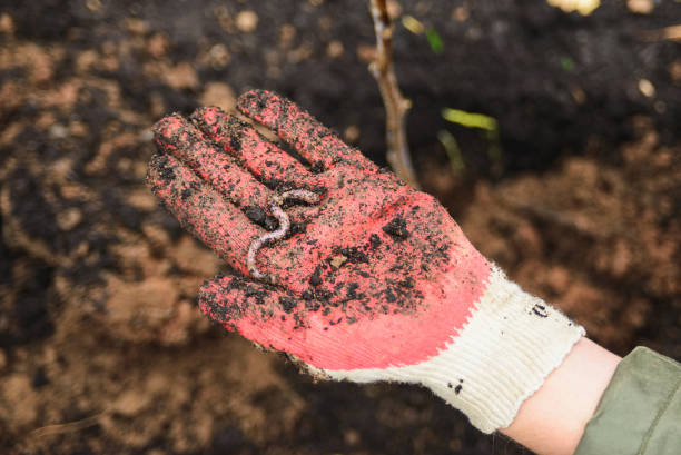 earthworm on palm in protective glove