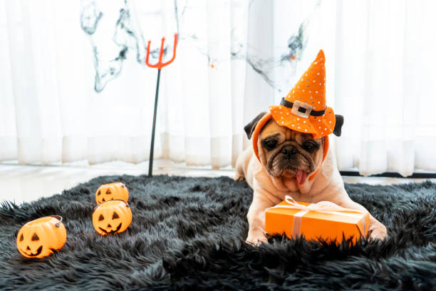 cute pug dog with halloween costume party at home - devil dogs imagens e fotografias de stock