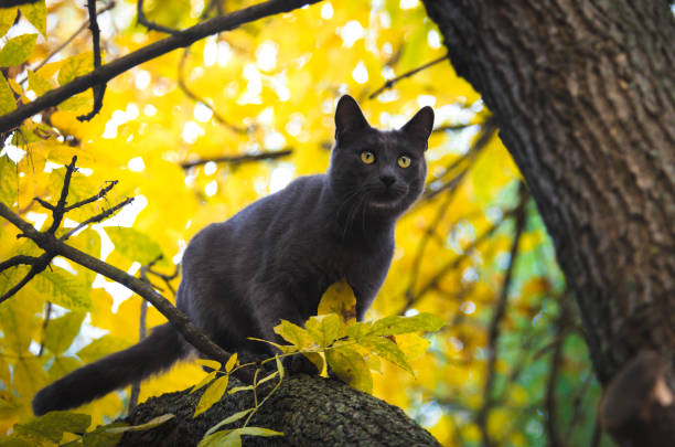 The photos were taken on a truly autumn day with very beautiful bare lights, yellow and orange leaves and stray and pets on the streets of Kharkov, Ukraine, the photos are professionally processed and suitable for desktop wallpapers, beautiful and cute cats