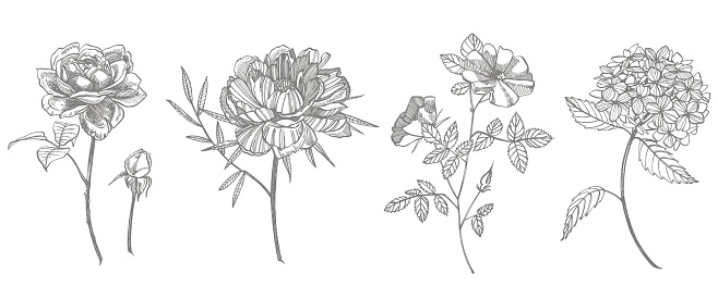 Ranting Bunga Rosa Buket Bunga Musim Semi Dan Ranting Peony Hydrangea Rose Ilustrasi ...