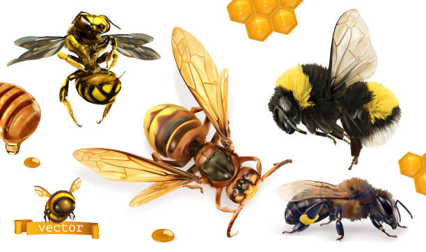 illustrations, cliparts, dessins animés et icônes de abeille, bourdon, guet, frelon. ensemble d'icônes vectorielles réalistes 3d - white background food nature macro