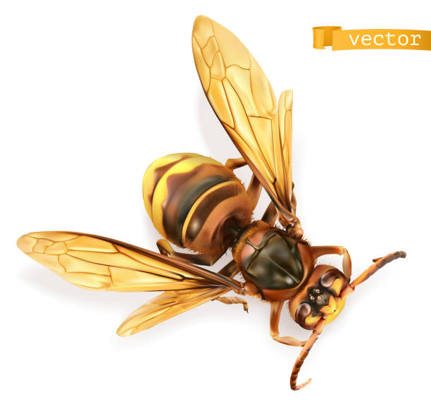 ilustrações de stock, clip art, desenhos animados e ícones de wasp, bee, hornet. 3d realistic vector - field image computer graphic bee