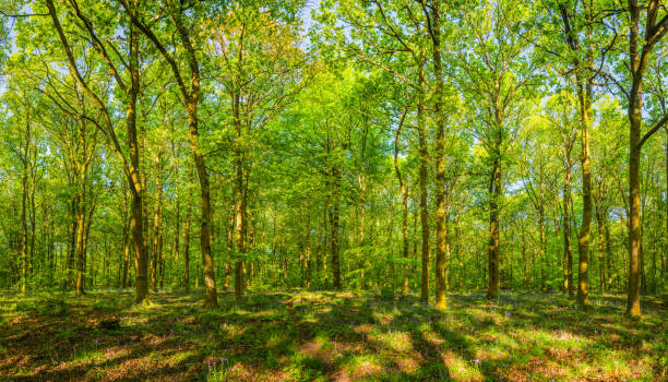 istock Green forest canopy dappled sunlight idyllic wild woodland glade panorama 1179406802