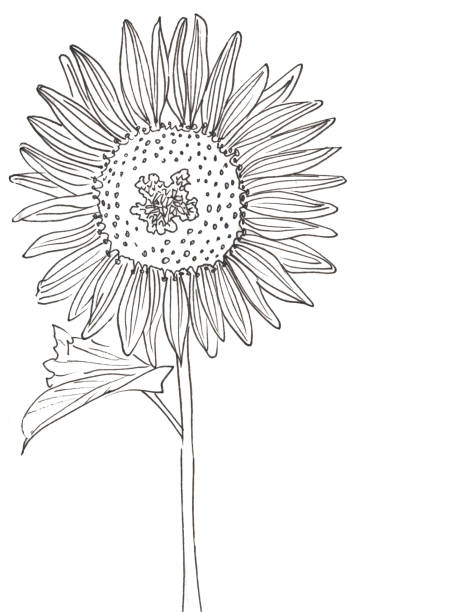 a black and whie sunflower on a white background black and whie sunflowers on a white background isolated on whie stock illustrations