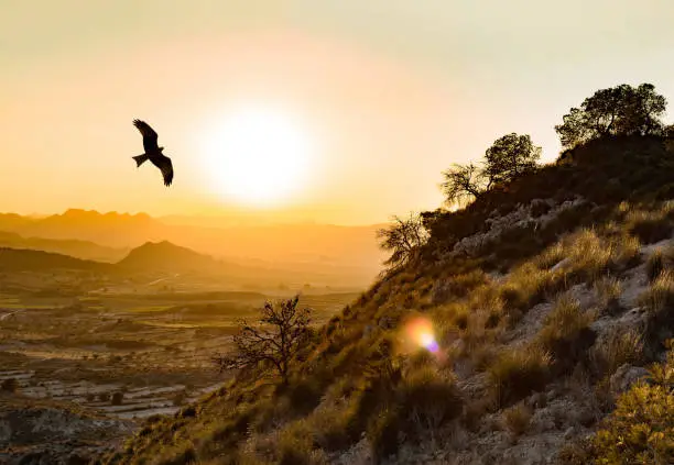 Wild Spanish imperial eagle flying in the Montes de Toledo, one of the main mountain ranges system in the Iberian Peninsula, at sunset. Aquila adalberti or Iberian imperial eagle, Spanish eagle, or Adalbert's eagle, a threatened species of eagle flyies free in Spain, 2019.