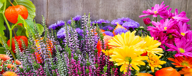 Autumn flowers and wooden background banner