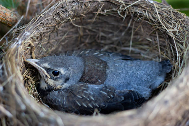 A nest of baby birds chips for food