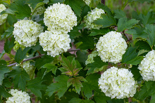 Blooming viburnum in the garden, floral white balls on a bush of viburnum