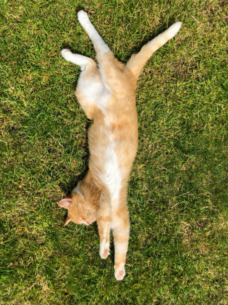 Portrait of a ginger tom cat sunbathing on grass lawn