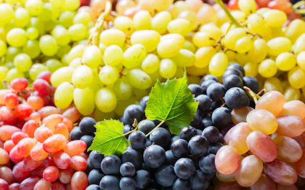 istock colorful ripe grapes as background 1179411273