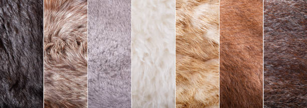 istock collage of fur texture as background 1179411351