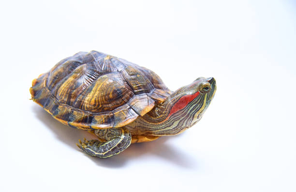 istock Red-eared turtle, Trachemys scripta on white isolated background. Yellow-bellied water turtle. Close up. 1179412310