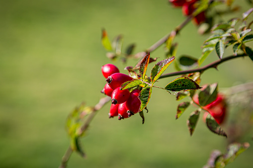 Rose hip berries in the Sussex countryside in late summer