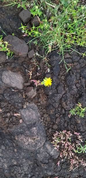 istock A yellow flower in a rocky landscape 1179413819