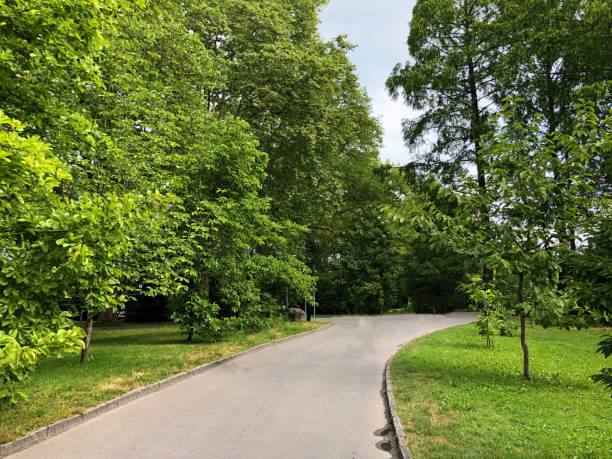 istock Landscape of the Park and trees, Mainau 1179413883