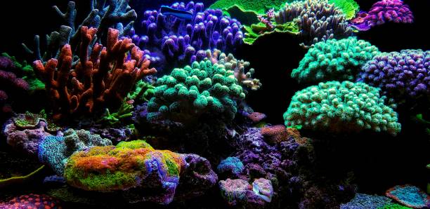 Dream coral reef aquarium tank scene