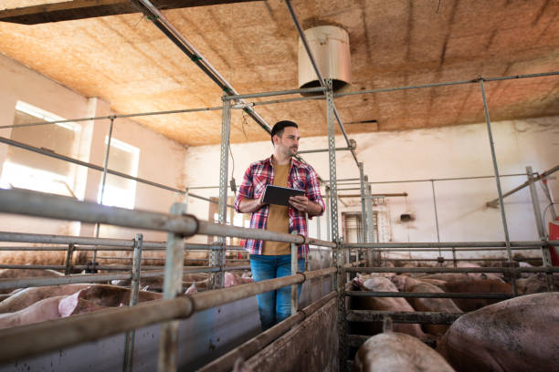 istock Farmer agronomist walking through large pigpen controlling pigs growth via tablet computer. Farming and taking care of cattle at farm. 1179414024