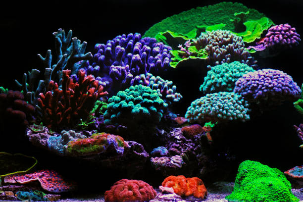 istock Dream coral reef aquarium tank scene 1179414034