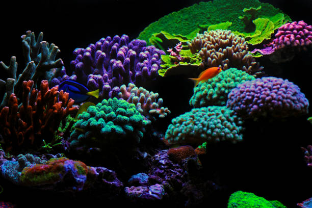 istock Dream coral reef aquarium tank scene 1179414039