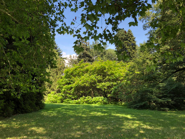 istock Landscape of the Park and trees, Mainau 1179414040