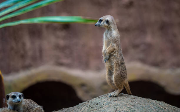 istock Animal Photo 1179415291