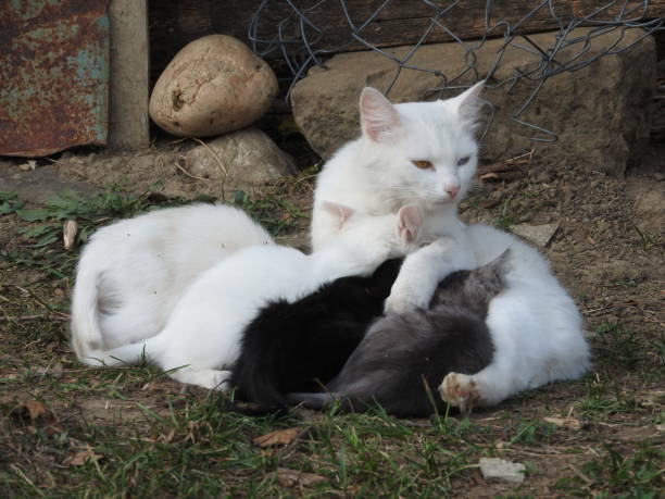 istock white cat and four little kittens on the grass 1179415637