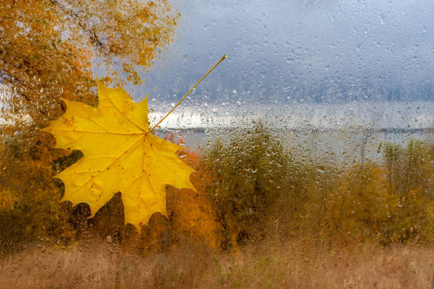 maple leaf on the wet glass with drops after rain against rural background