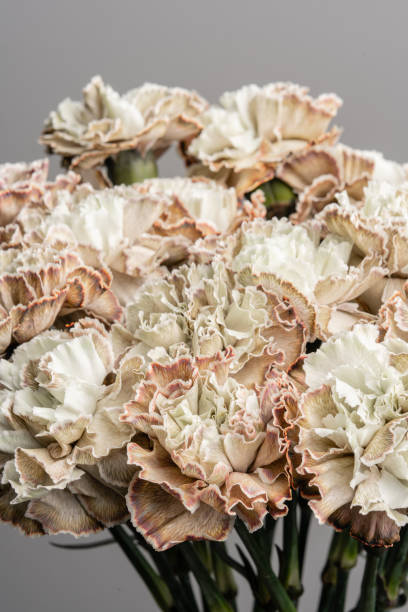 istock Petal of beige dyed Carnation, flower background. Dianthus caryophyllus. Spring flower pattern 1179419864